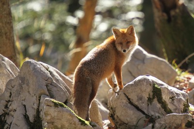 CARNIVORES ET AUTRES ANIMAUX SAUVAGE