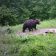 [:en]Bears and tourists – not everybody can be a guide on a bear observation[:]